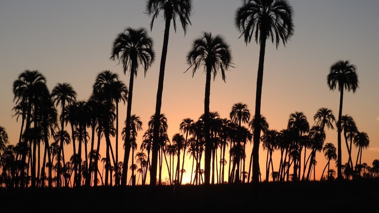 Atardecer entre las palmeras yatay del Parque Nacional El Palmar, con el sol poniéndose detrás de las siluetas