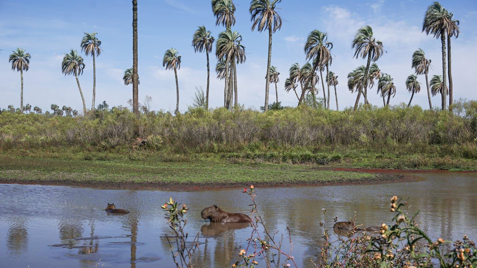 Palmeras de yatay y carpinchos en el Parque Nacional El Palmar, cerca de Colón, Entre Ríos